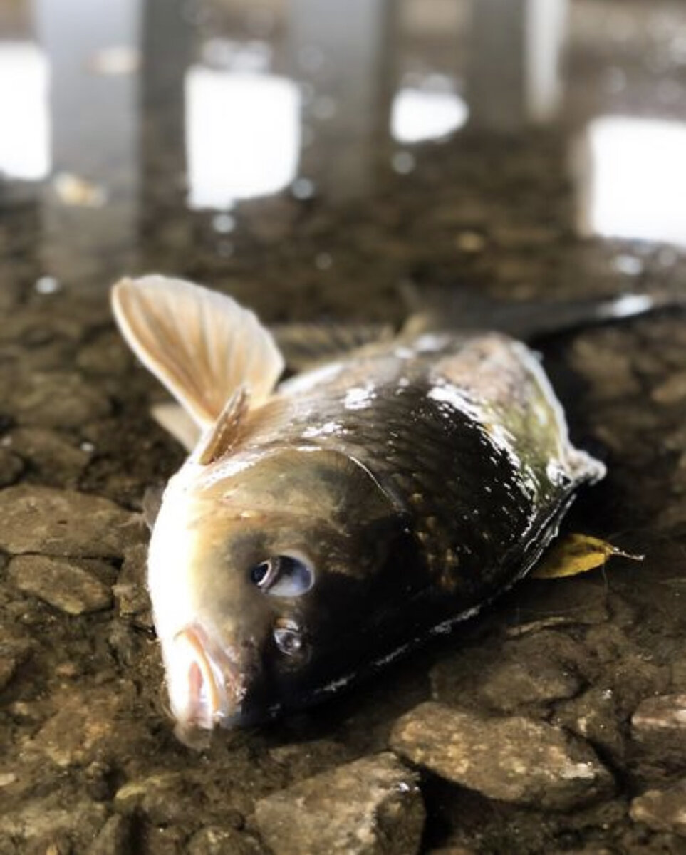 Рыбалка с использованием активатора клёва