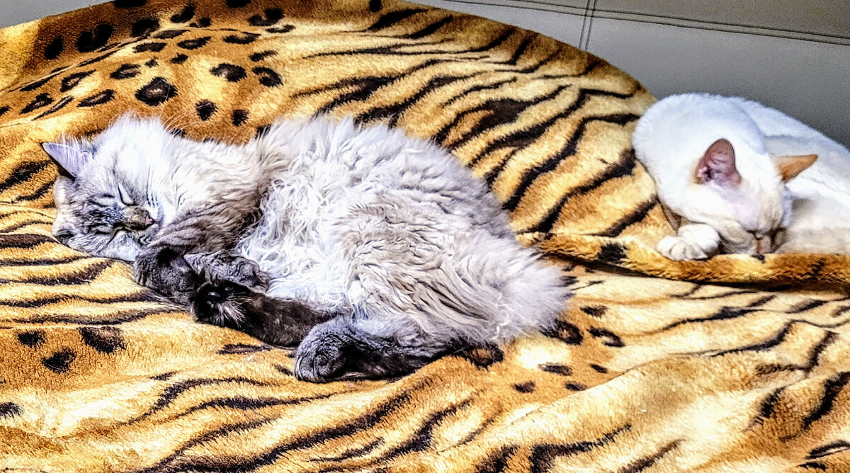 сладких снов!