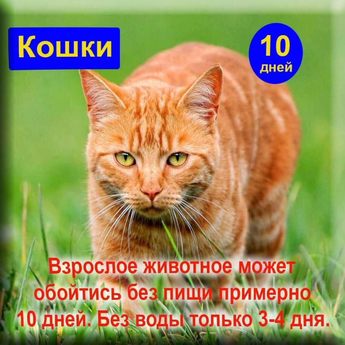 Сколько коты могут без еды и воды