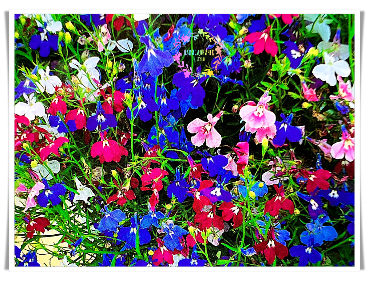 Фото для мотивации :) Верю, что ничего сложного в выращивании лобелии на самом-то деле нет :) Я справлюсь! С петунией же справляюсь, ну!?! 