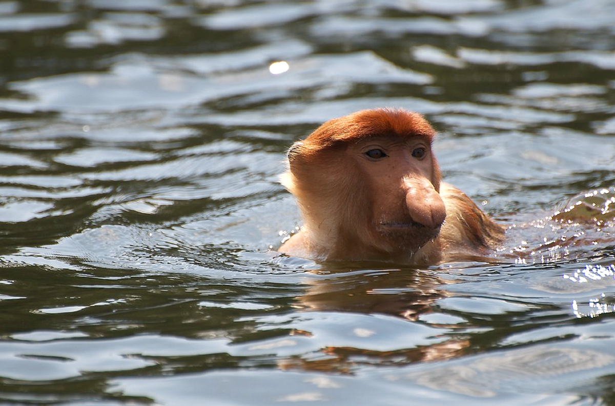 Шимпанзе плавает. Обезьяна носач плывет. Носатая обезьяна кахау. Обезьяна носач плавает. Обезьяны умеют плавать.