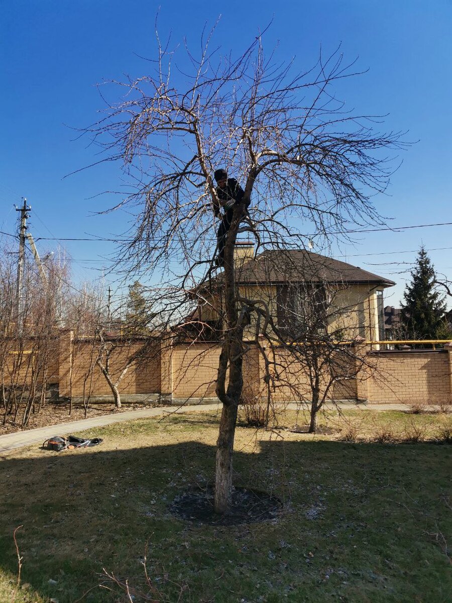 Обрезка кроны на плодоношение, в галерее: процесс и результат, листайте
