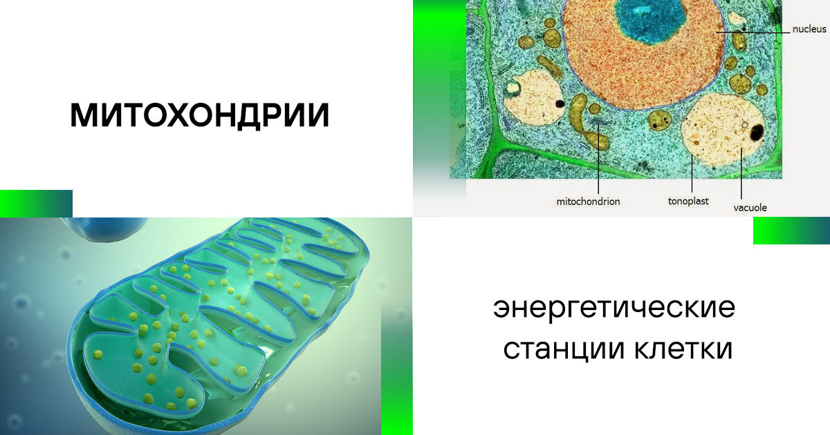 Митохондрии энергетические станции клетки. Энергетическая станция клетки. Р. Келликером открытие митохондрий.