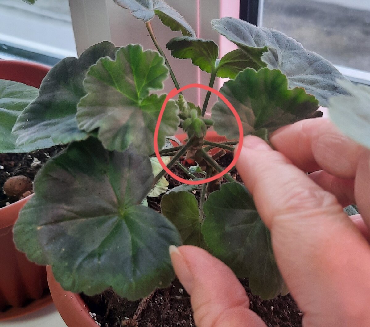 Вот уже появляются бутончики после борной