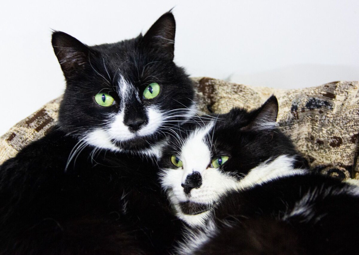 Ласточка с сестрой Невой