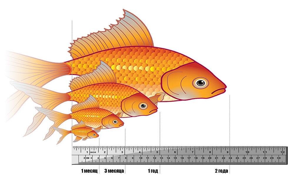 Рыбка возраст