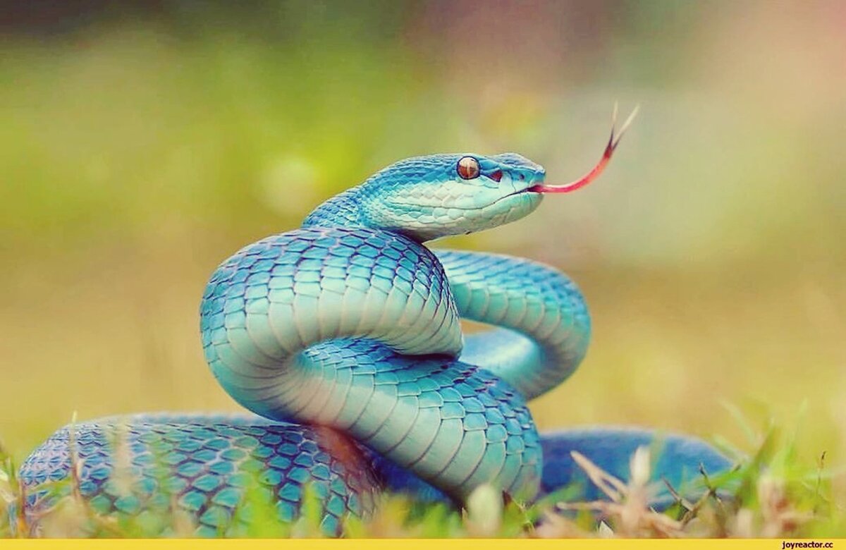 голубая Куфия