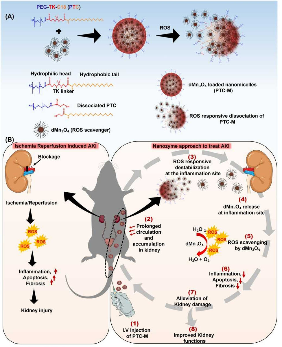 Совместная  исследовательская группа во главе с Бэ Ын Хи и Пак Ин Кю из Медицинской  школы Чоннамского национального университета разработала технологию  лечения острой почечной недостаточности с использованием наномицелл.