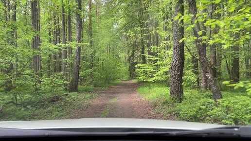 Необычный для Смоленщины лес 🌳,Липа, орешник и береза. 30.05.2022