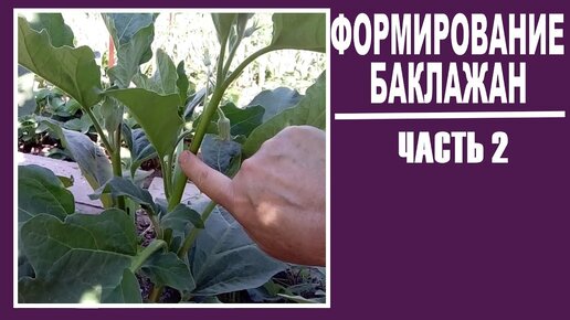 Как формировать баклажаны ЧАСТЬ 2. Пасынкование баклажан