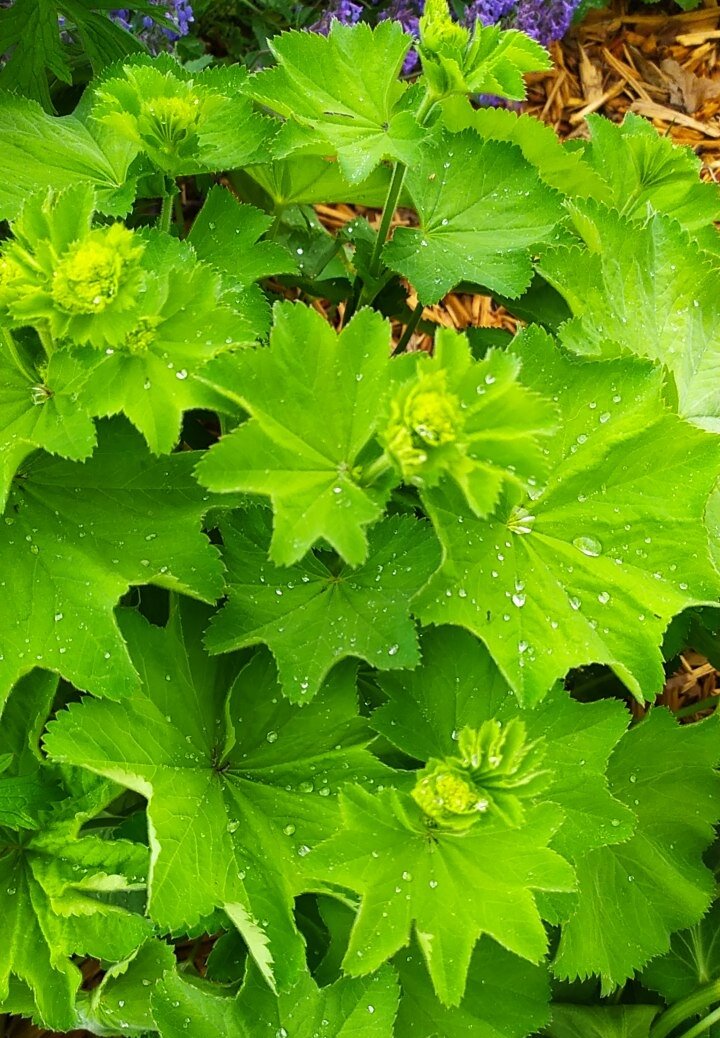 Моя Манжетка обыкновенная жёлто-зелёная💚