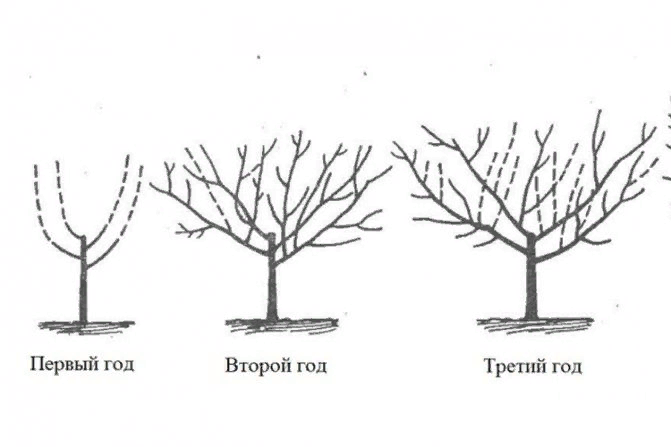 формирование чаши