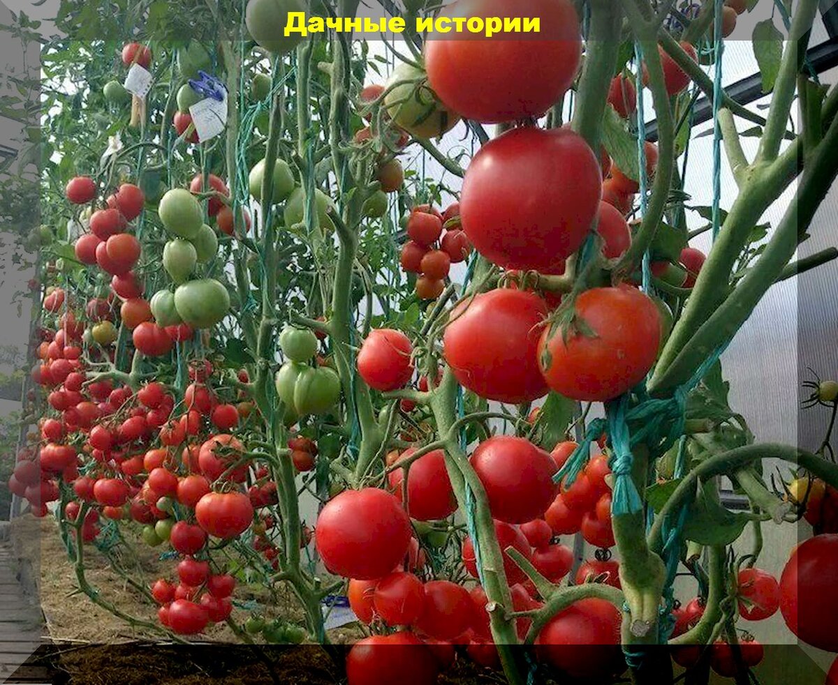https://vk.com/photo-159774511_457255018