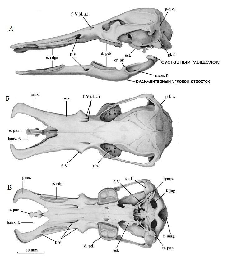 Схема черепа млекопитающих