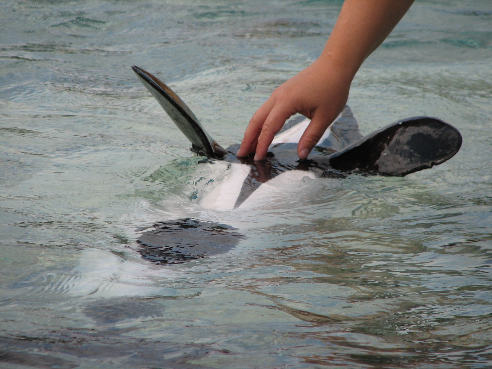 Дельфин Коммерсона: Как живёт один из самых крошечных дельфинов с расцветкой панды?9