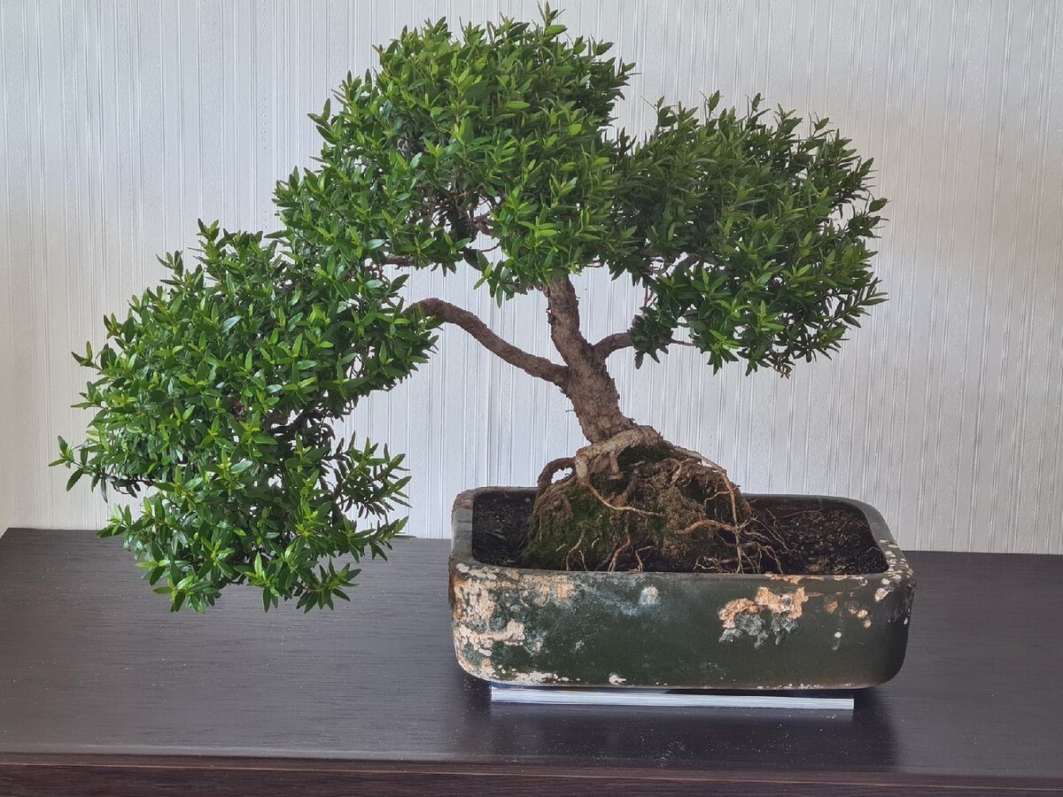 Фото и сам мирт автора.