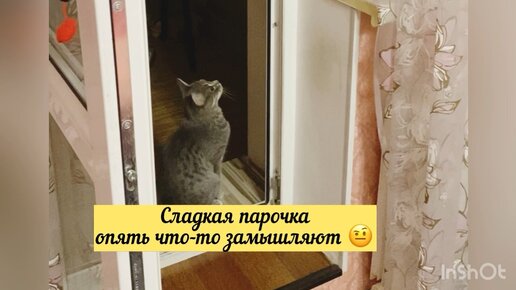 Все уже спать легли, а у серых дела важные 😺