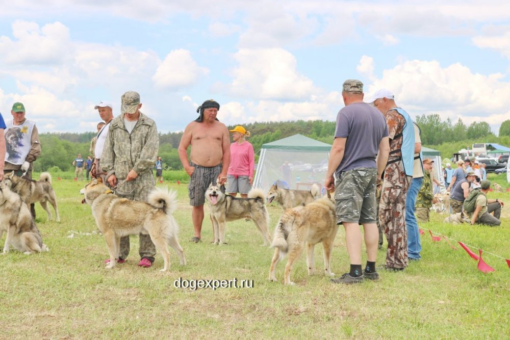 Ринг кобелей