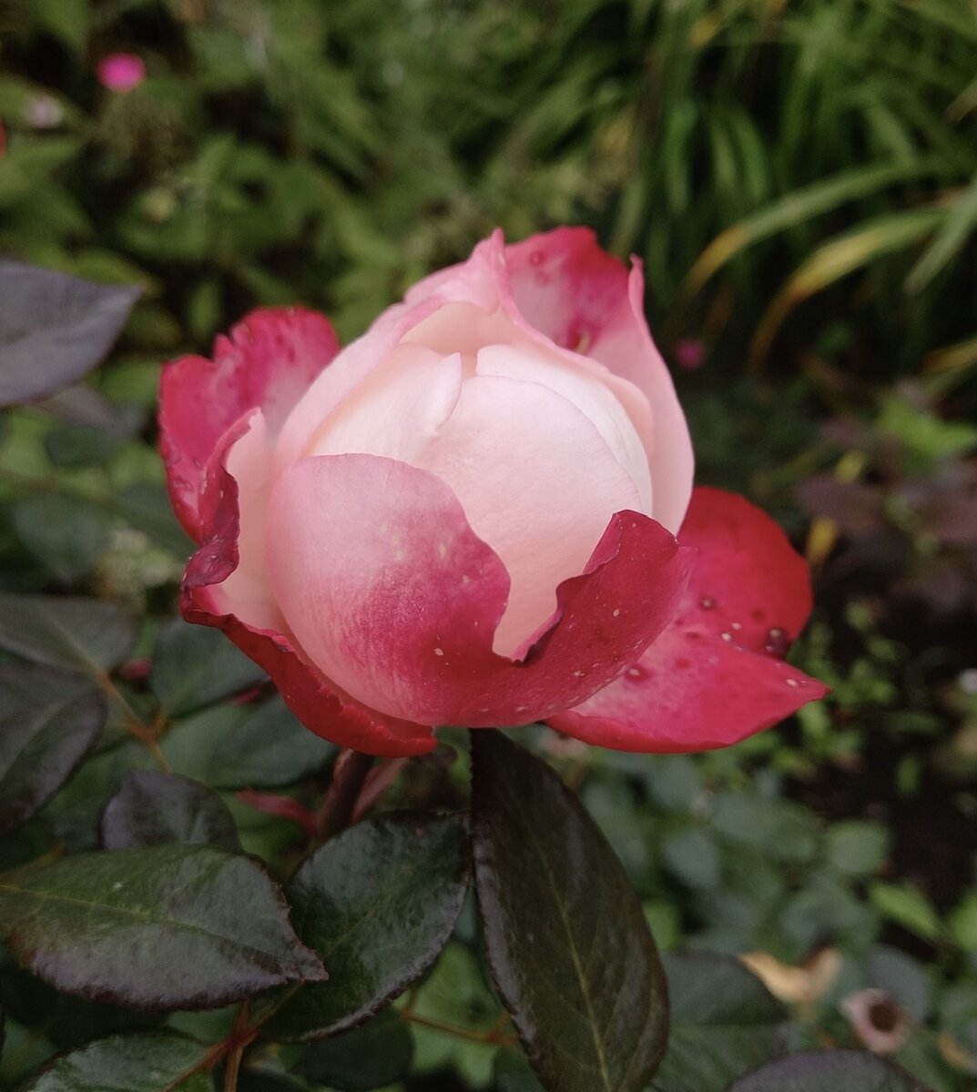 Розы для сада: чайно-гибридная роза Ностальжи. | Мои Садовые Истории | Дзен