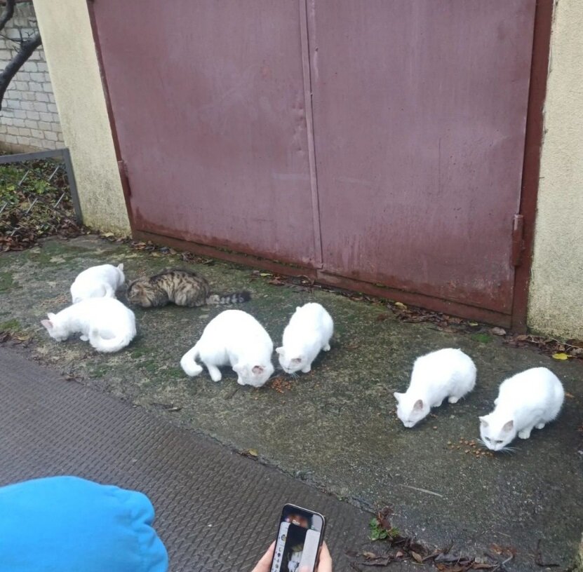 Это банда уже поредевшая - часть пропала, часть сидела у меня. А вот та бурая сейчас процветает в Швейцарии.