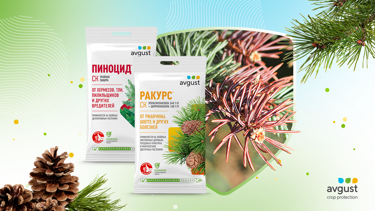 Главные болезни хвойных: снежное и обыкновенное шютте | Август ...