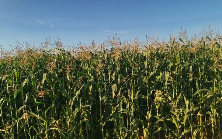    Подробнее о новом Федеральном законе «О СЕМЕНОВОДСТВЕ»