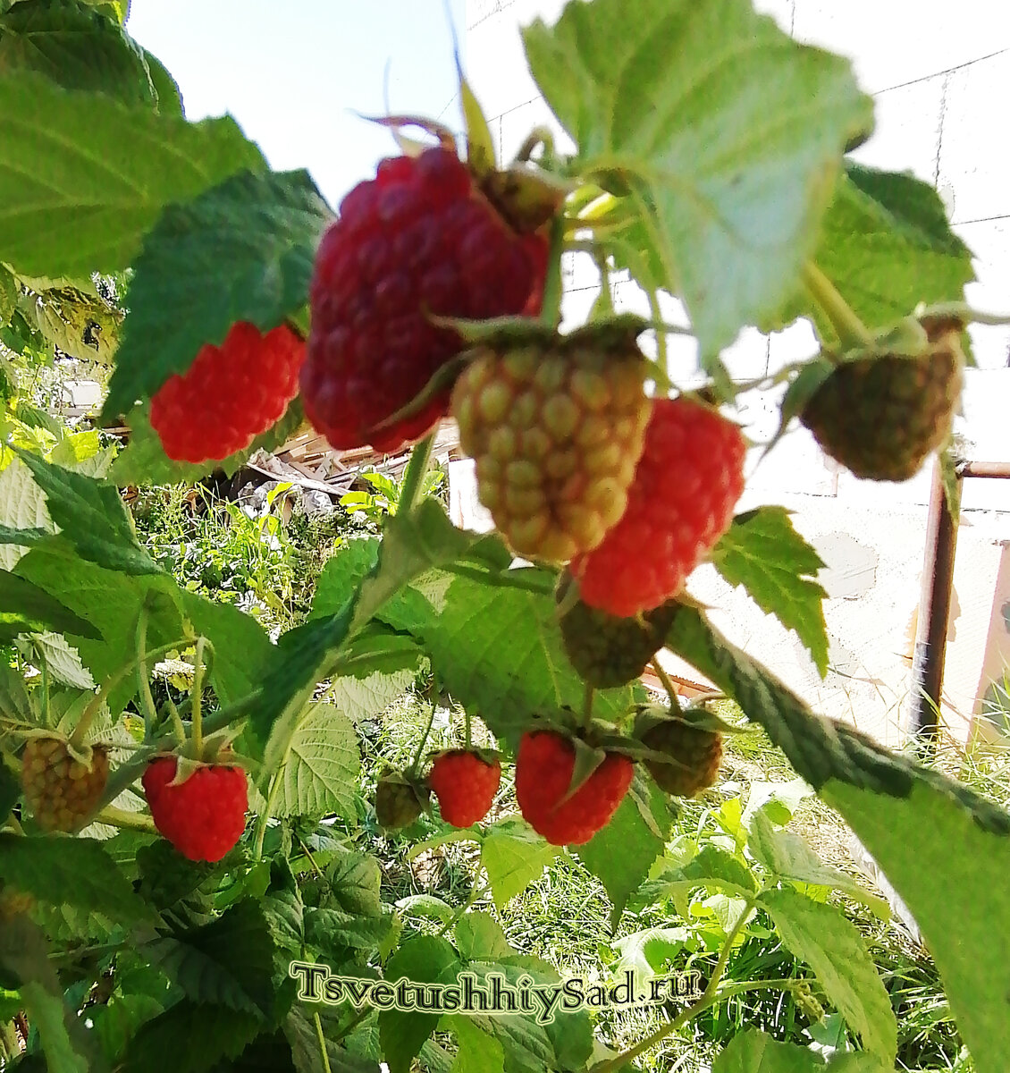 Малина ремонтантная Карамелька