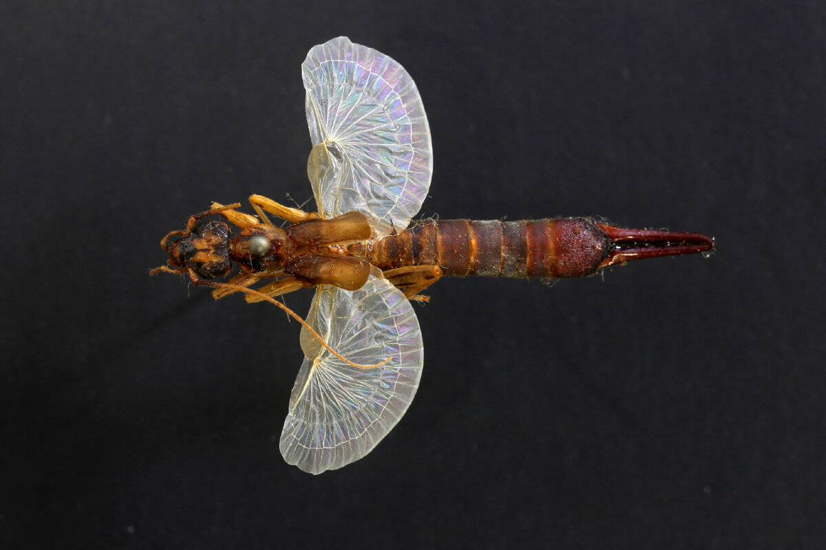 Источник: https://goo.su/HbCup04