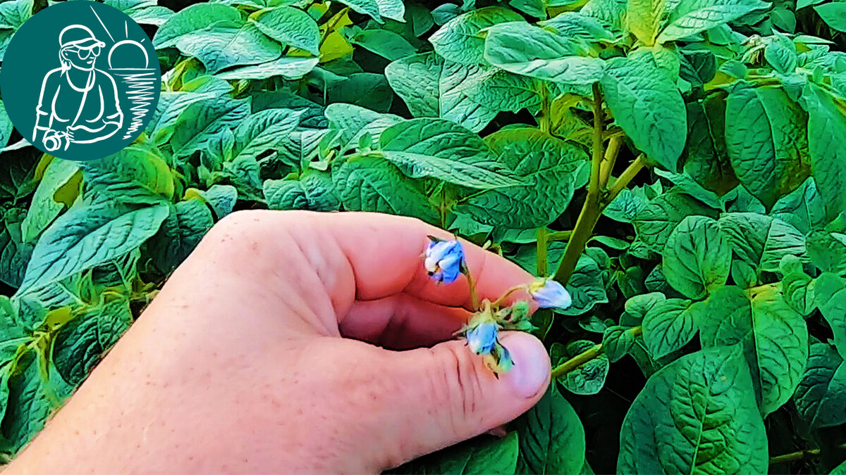 🥔 Новое в посадке картофеля, элита, супер-суперэлита и неправильное  выращивание ростками 🌱 Ответы на комментарии | Гордеевы | Дзен