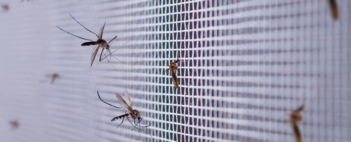 Комары и мошкара – суперзлодеи из тундры. Как от них защититься | Люди ...
