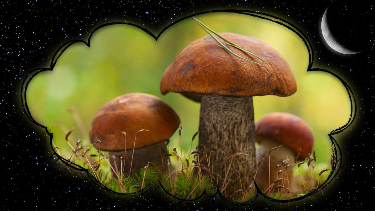 К чему снятся грибы. Грибы во сне. Увидели грибы. Сонник грибы. Обои грибы 4к вертикальные.