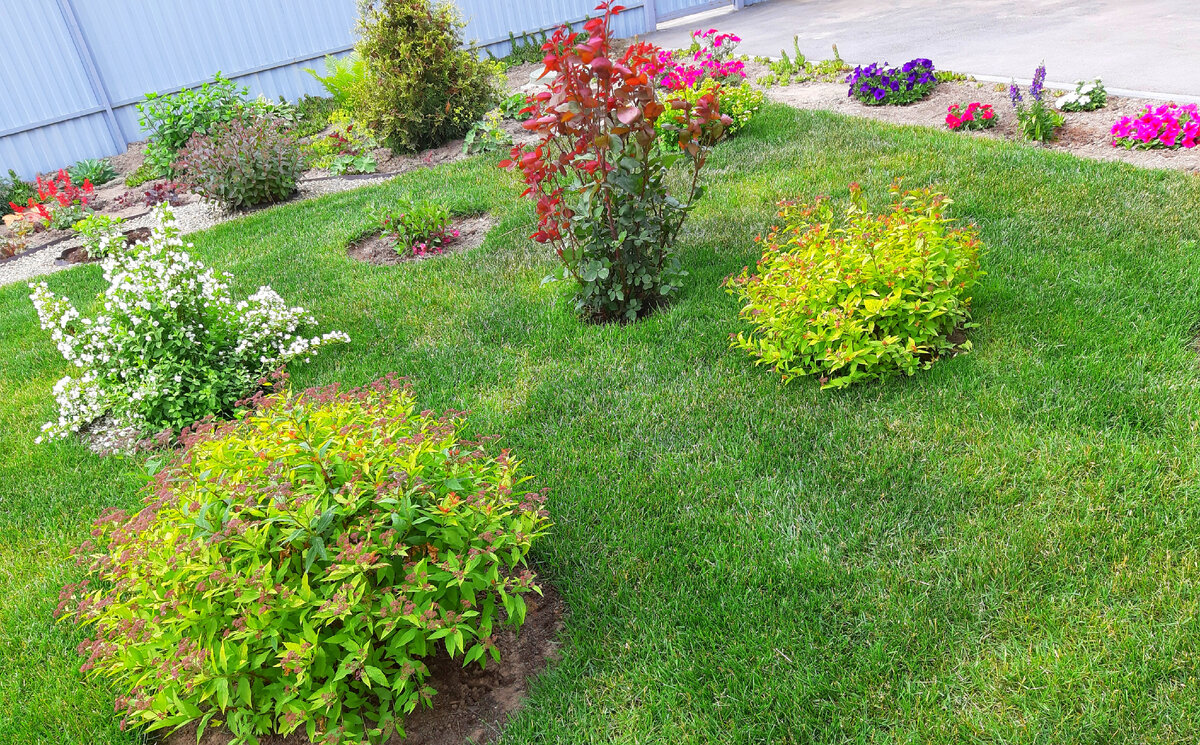 Где купить хорошие саженцы? Недорогие и качественные? | Цветущий мир | Дзен