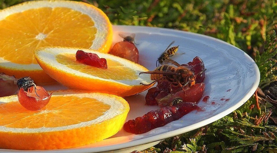Как избавиться от ос на дачном участке быстро, просто, надолго, и не ...