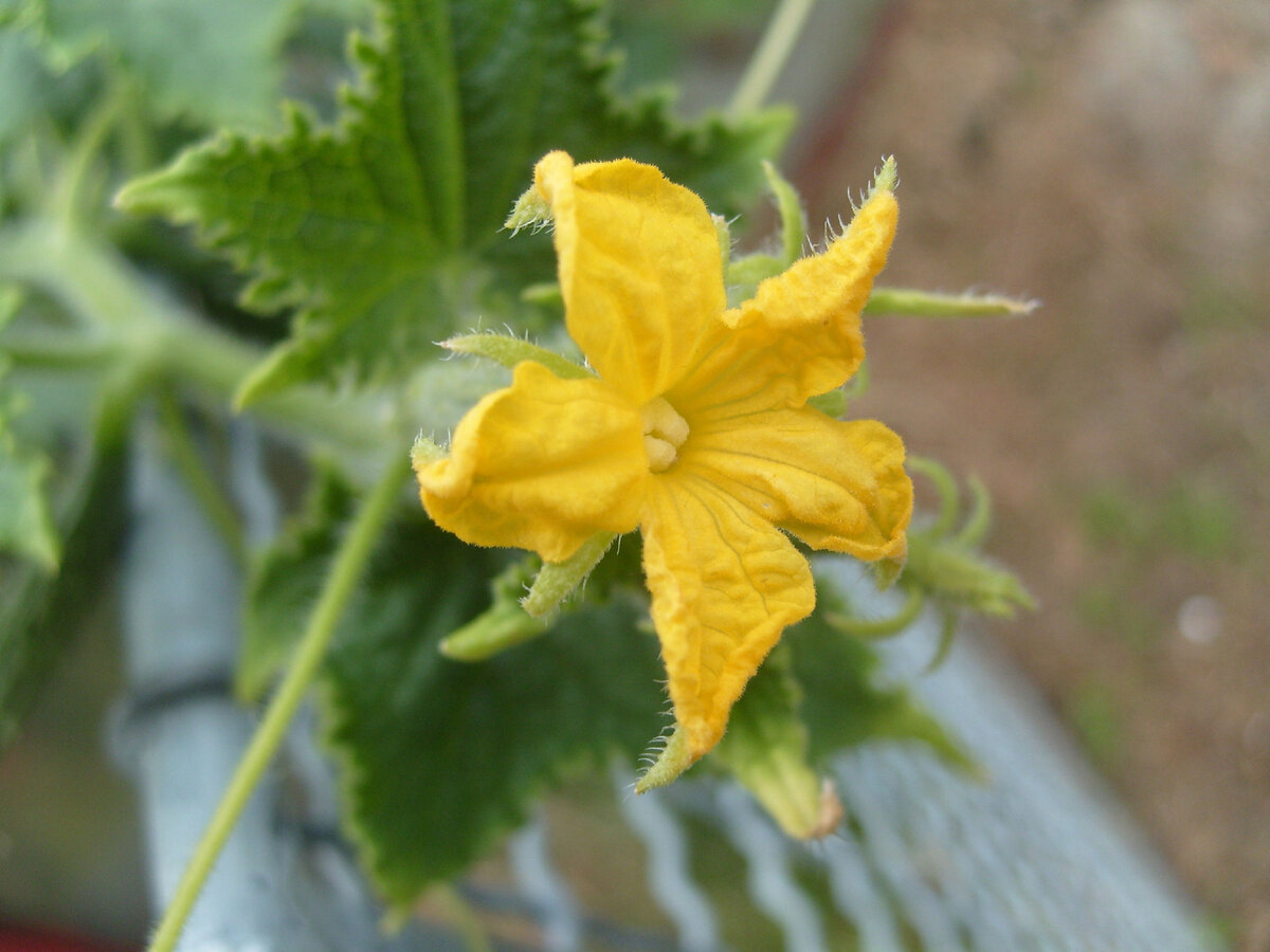 Фото: healthbenefitstimes.com