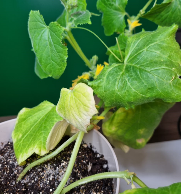 Дефицит азота на старом листе огурца. Фото автора