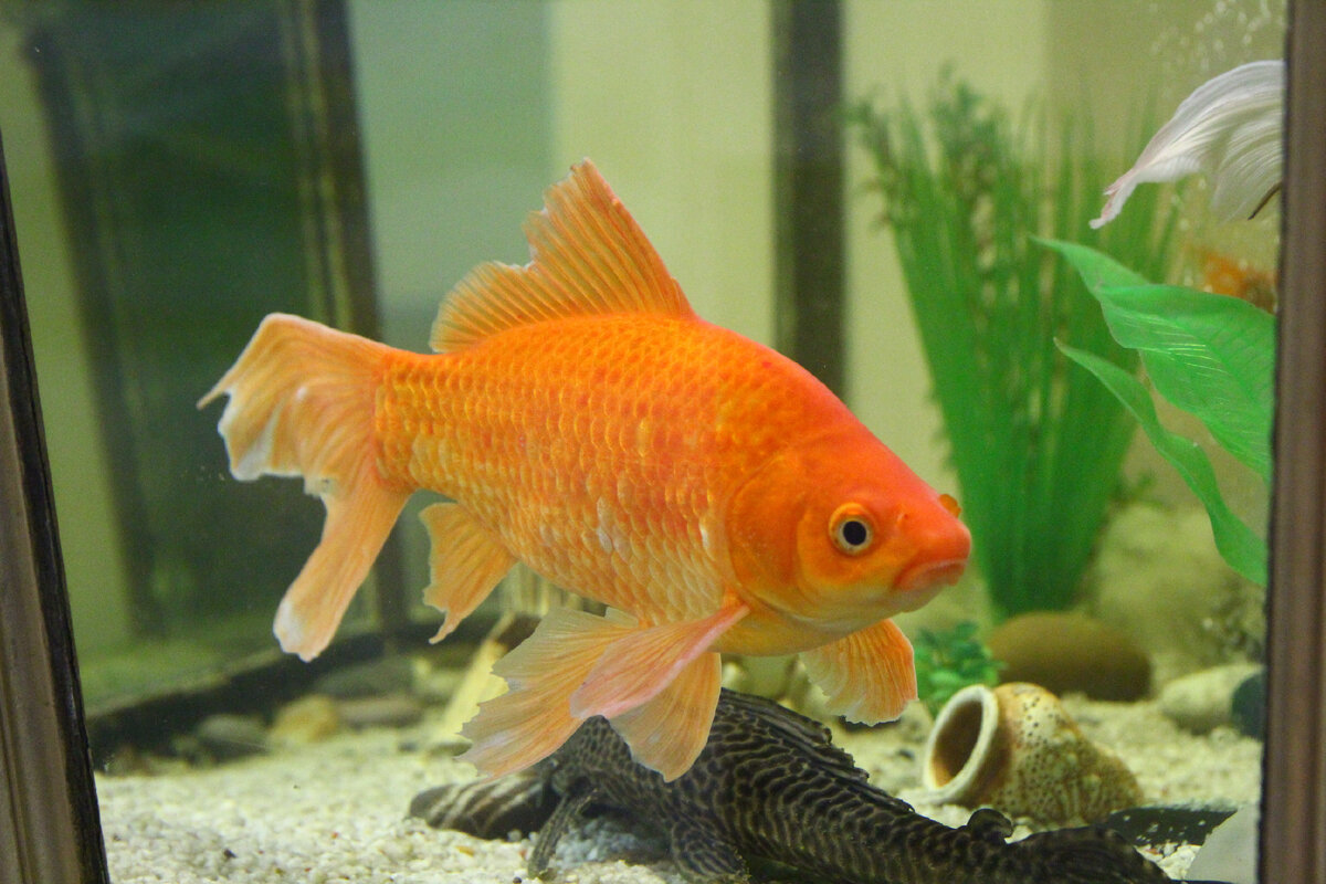 Рыбка,живая, Проживает в аквариуме, в одном из залов музея.