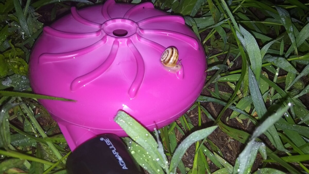 Дождеватель, или "улитка", самая большая в местных магазинах.