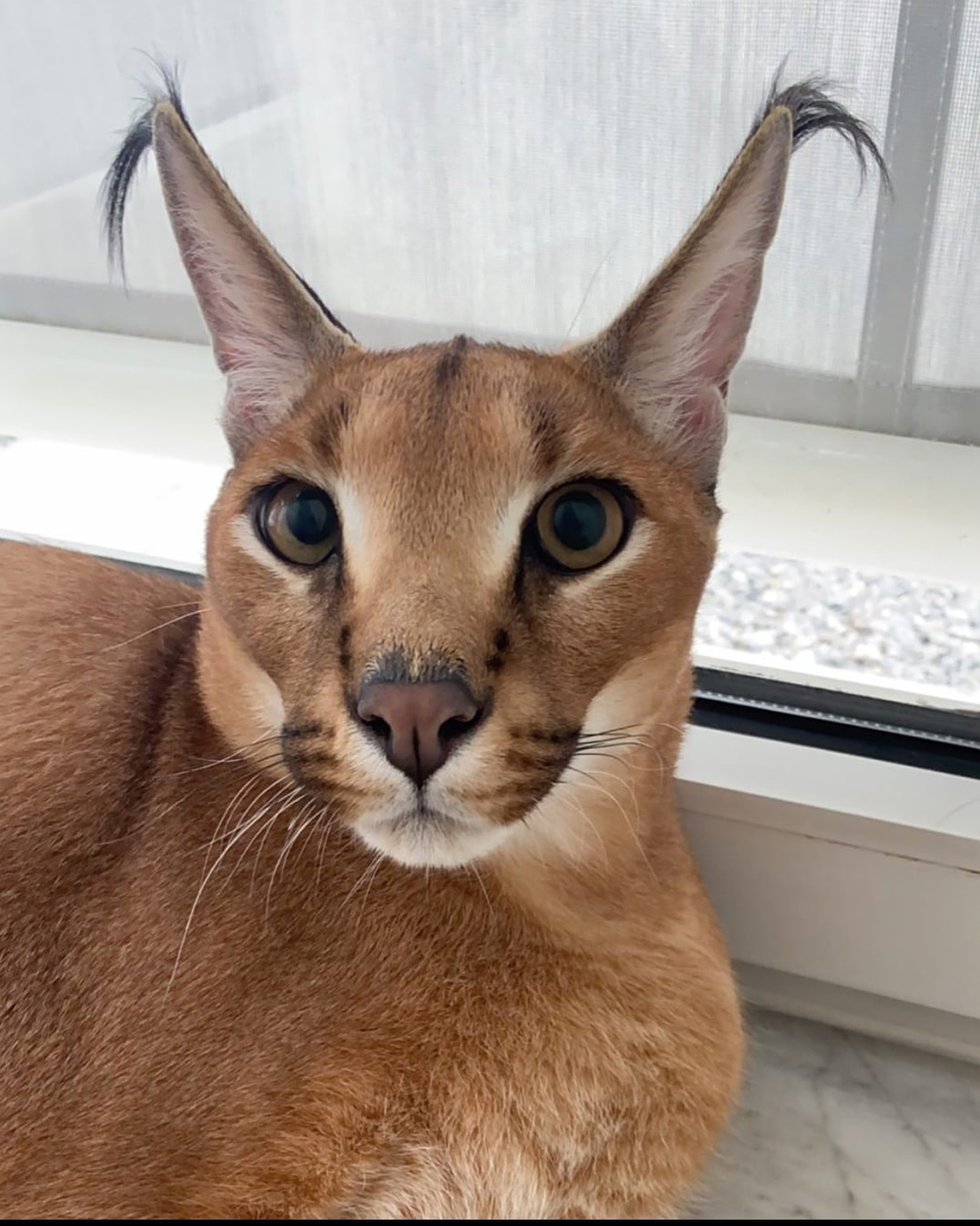 Удивленный)