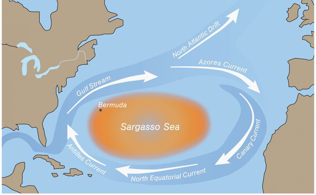 саргассово море интересные факты