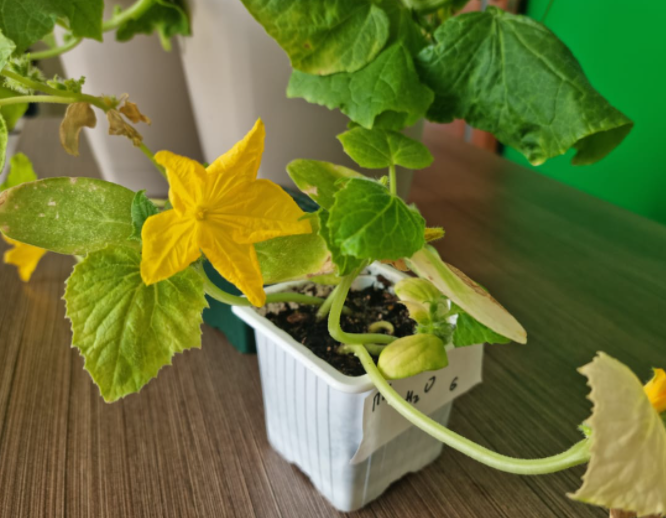 Цветки обрезают только на ранних стадиях роста огурцов. Фото автора