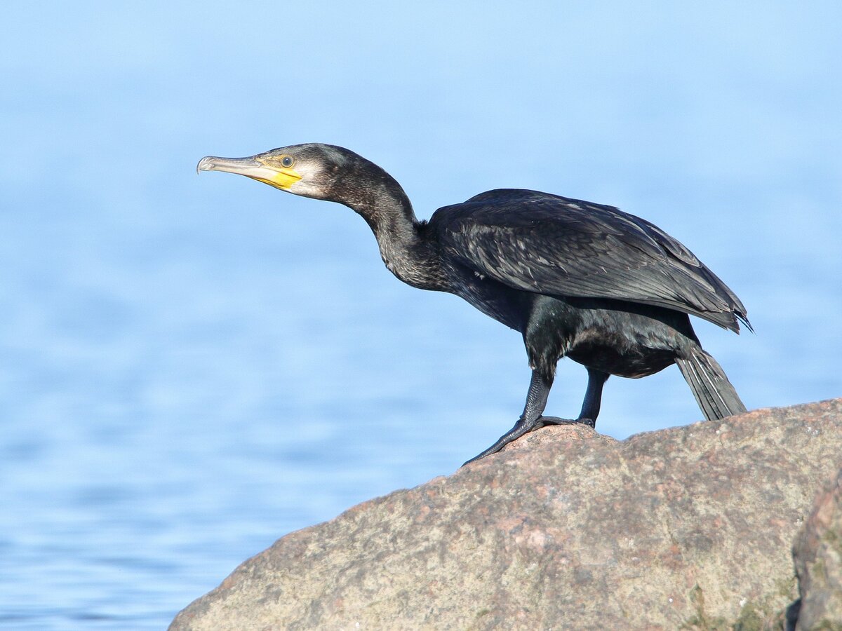 📸 ГКУ «Дирекция ООПТ Санкт-Петербурга»
