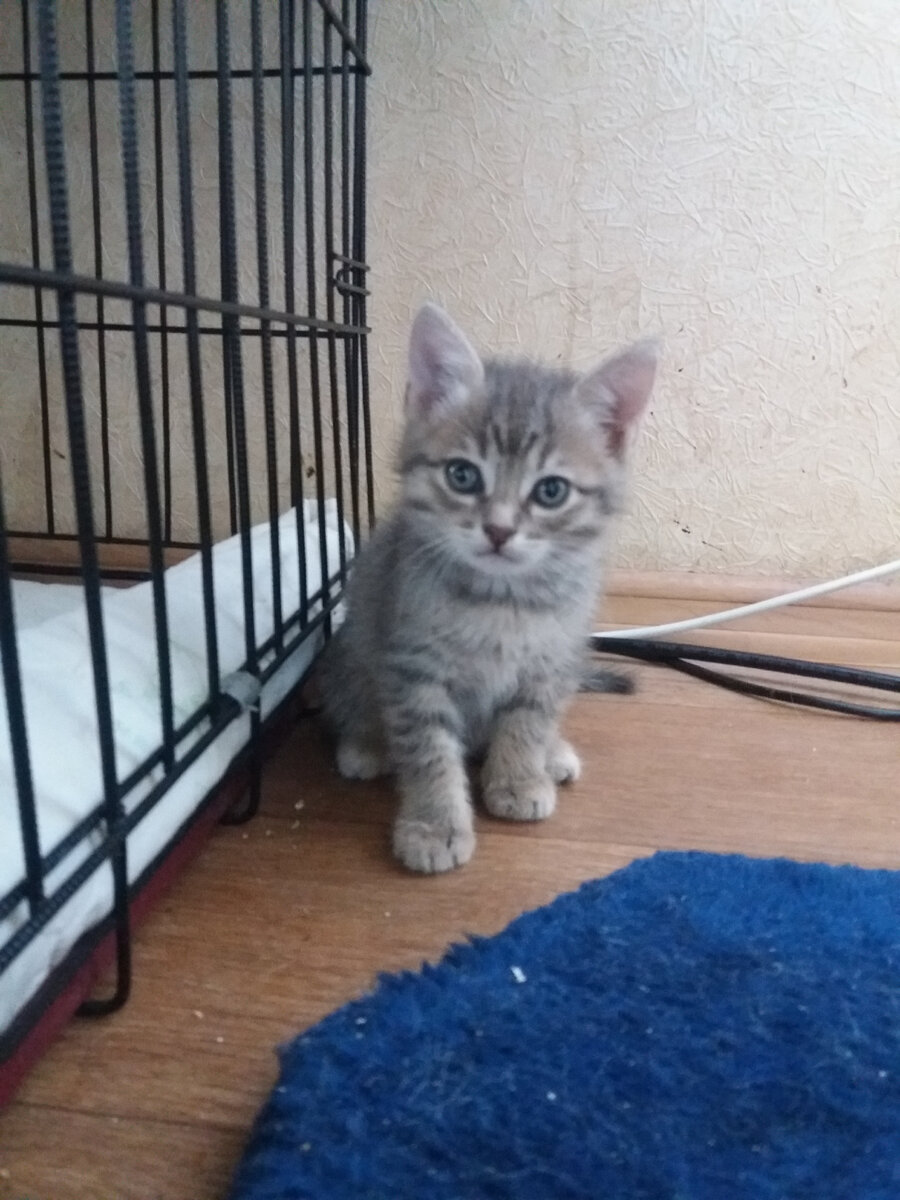 Степка. Пристроен