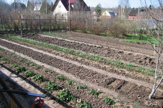 
Позаботиться о том, где и в какой земле вы будете выращивать огурцы, нужно заранее. Нельзя разбить грядку абы как перед самым посевом. Опытные овощеводы всегда планируют свои посадки и учитывают очередность посадки культур.