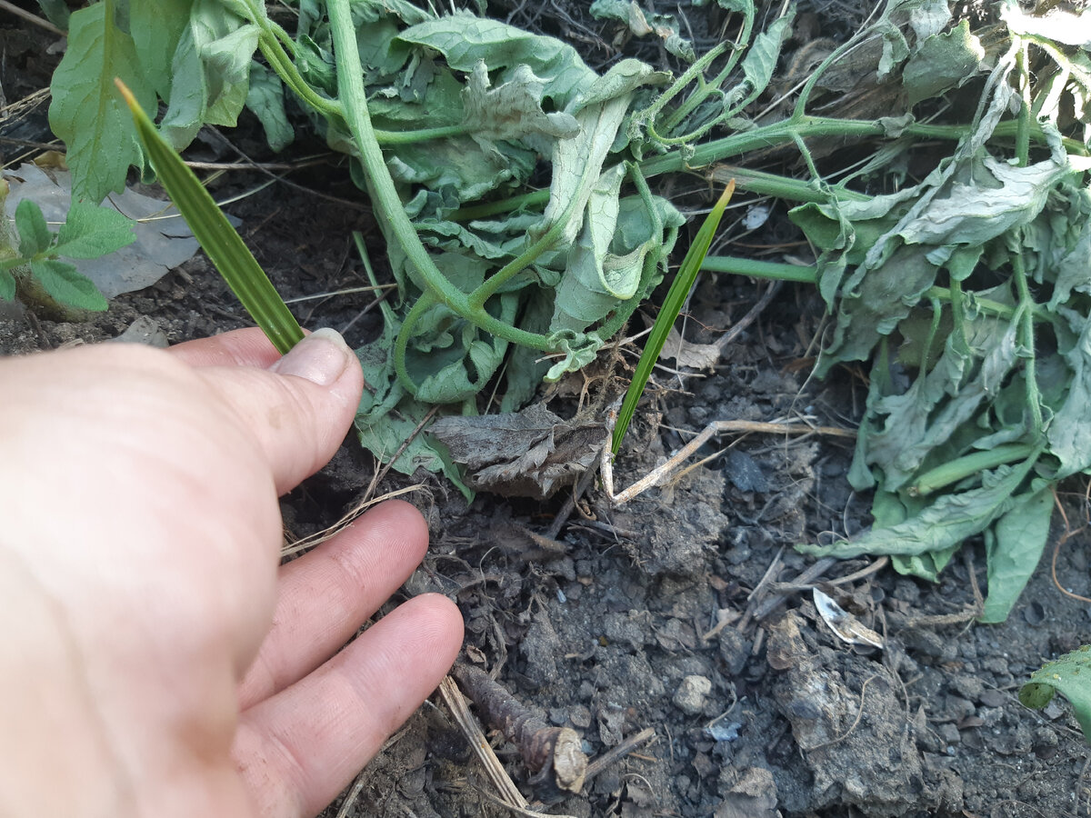 Пусть вас не пугает фон, это оборванные пасынки стали мульчей :)