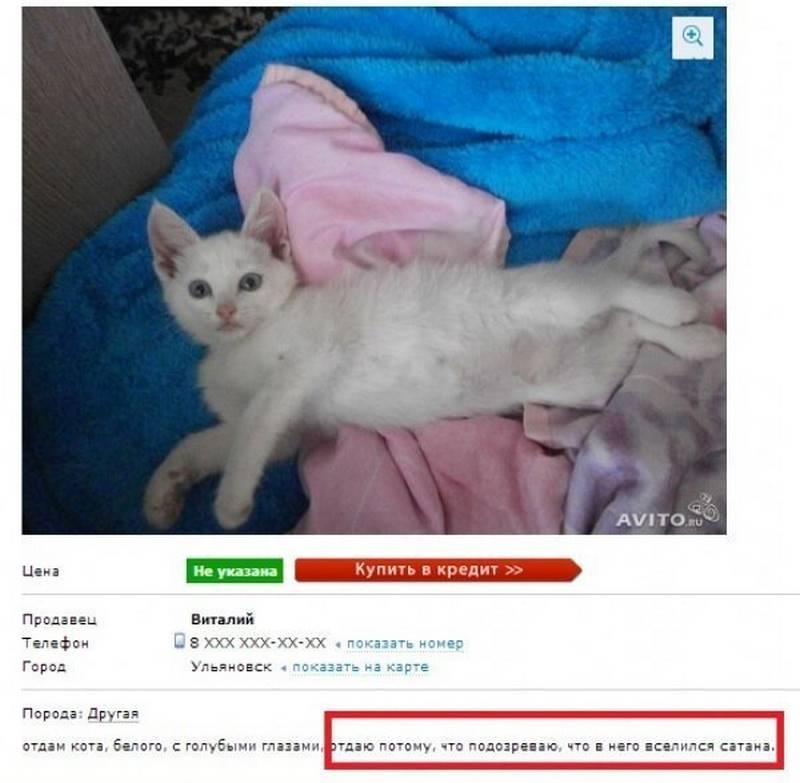 Авито забери. Отдам кота. Юмор отдам кота. Продается кот. Прикольные объявления на авито про кота
