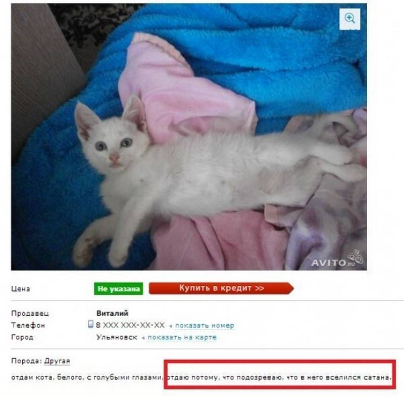 Кот на авито. Отдам кота. Юмор отдам кота. Продается кот. Прикольные объявления на авито про кота.