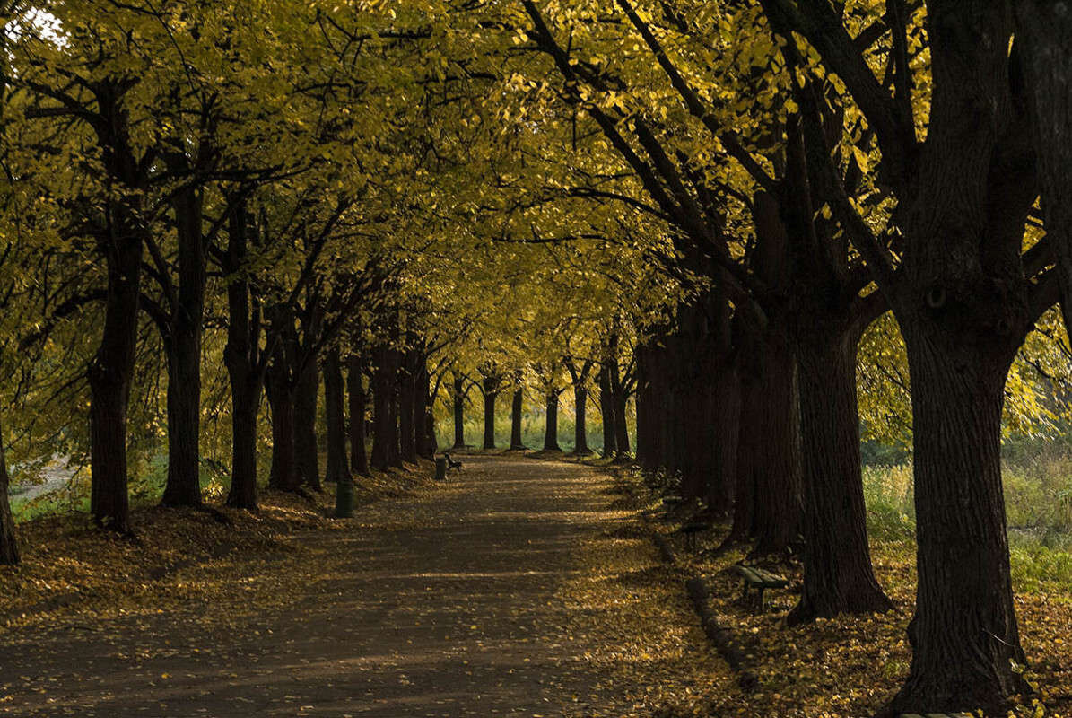 Старая аллея. Это липы