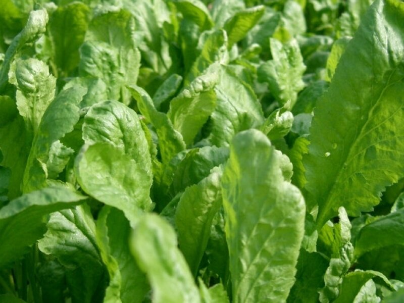 Кресс- салат сорта "Дукат".