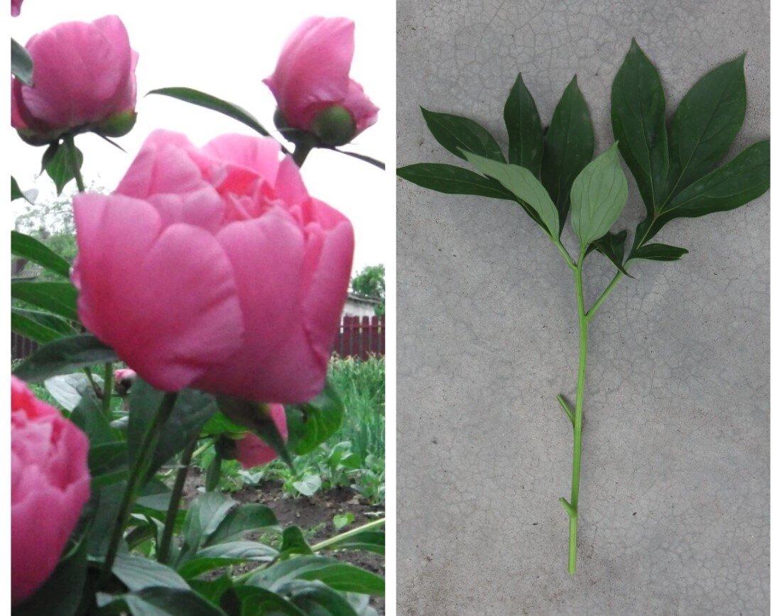 Черенкование пионов. Фото автора