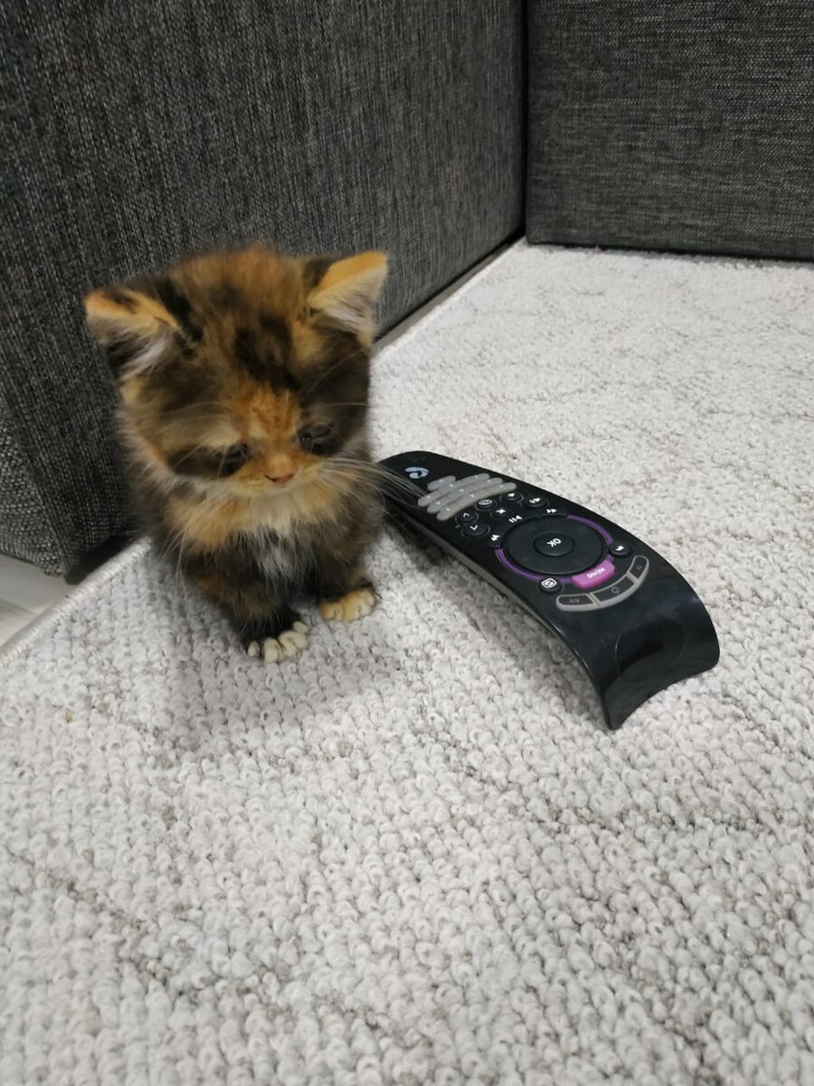 красавица кошечка, принесенная котом в дом